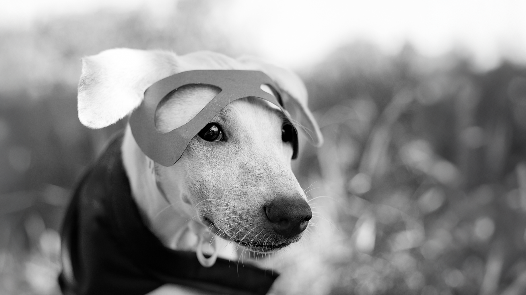 ID Pattes - Accompagnement - Communication digitale - Consulting - Décortik